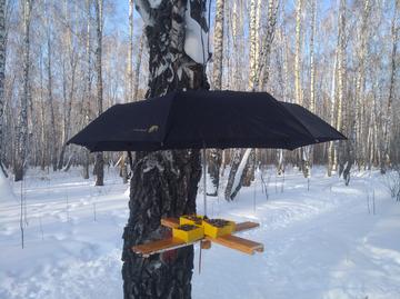 Самодельная кормушка из раскрытого чёрного зонта и деревянных планок с семечками, подвешенная к берёзе в зимнем лесу